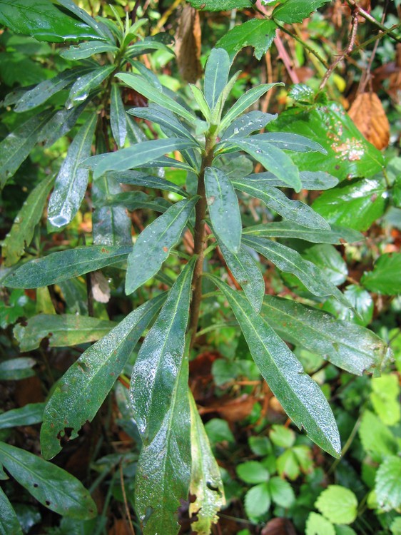 Euphorbia amygdaloides